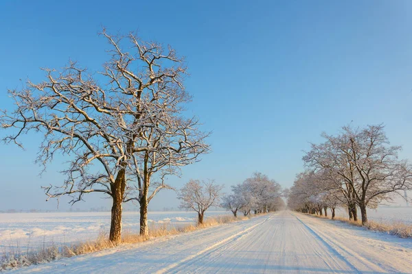 Camino Asfalto Cubierto Nieve Entre Árbol Una Nieve —  Fotos de Stock