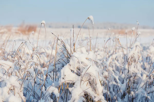 雪に覆われた冬の草原を背景に — ストック写真