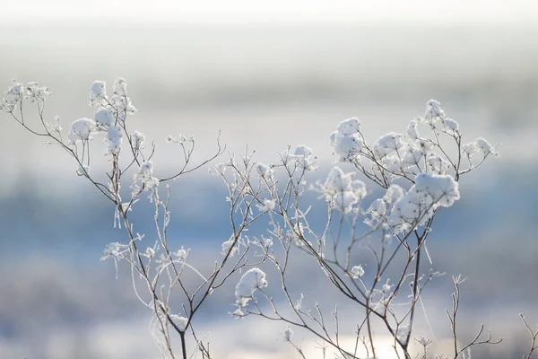 Primer Plano Hierba Una Nieve Fondo Pradera Invierno — Foto de Stock