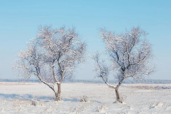 Pair Frozen Tree White Winter Snowbound Plain — Stock Photo, Image