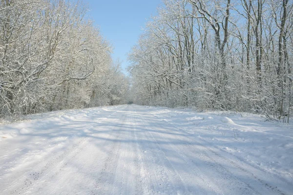 Snowbound Asphalt Road Tree Snow — Stock Photo, Image