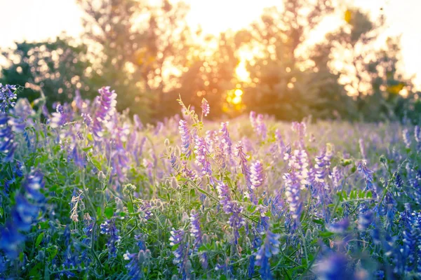 美しい紫色の花で夜の森のグレードシーン屋外の夕日の風景 — ストック写真