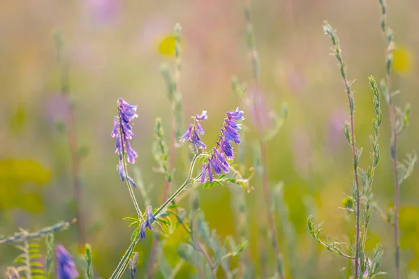 草原野花在草丛中的特写 室外植物背景 — 图库照片