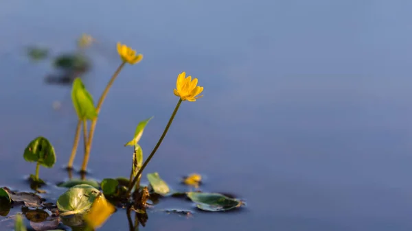 Detailní Divoké Květiny Růst Vody Jarní Venkovní Povodňová Scéna — Stock fotografie