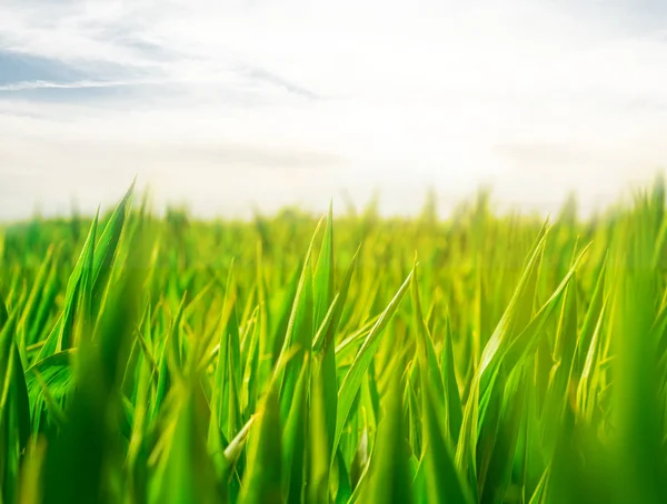 Zbliżenie Zielonych Kiełków Letnie Pole Wiejskie Przy Zachodzie Słońca Tło — Zdjęcie stockowe