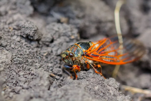 Yakın Plan Büyük Ağustos Böceği Yerde Oturuyor — Stok fotoğraf
