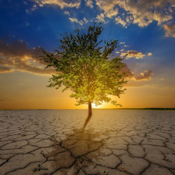 Alone Green Tree Dry Cracked Land Dramatic Sunset Nature Ecology — Stock Photo, Image