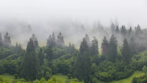 Floresta Pinheiros Verde Uma Encosta Montagem Denso Nevoeiro Amplo Fundo — Fotografia de Stock