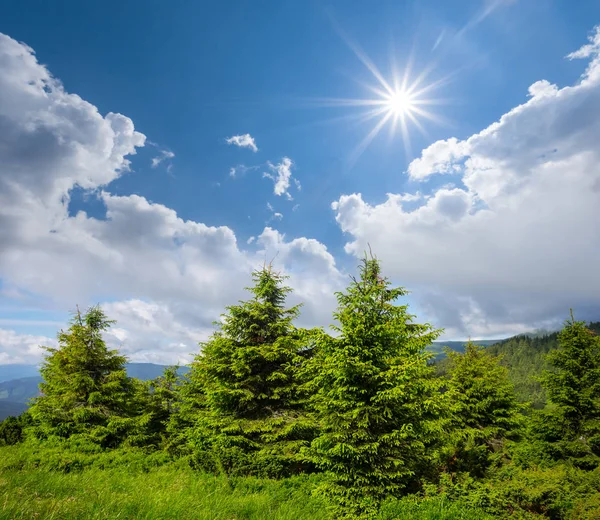 Bella Foresta Abeti Verdi Sotto Sole Scintillante — Foto Stock