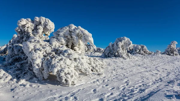 冬は雪の中の松林屋外の冬の背景 — ストック写真