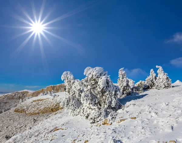 Karlı Bir Çam Ormanında Parlak Bir Güneşin Altında Dağ Yamacında — Stok fotoğraf