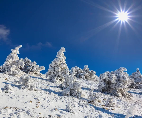 Bosque Pinos Nevados Una Nieve Una Ladera Montañosa Bajo Sol —  Fotos de Stock