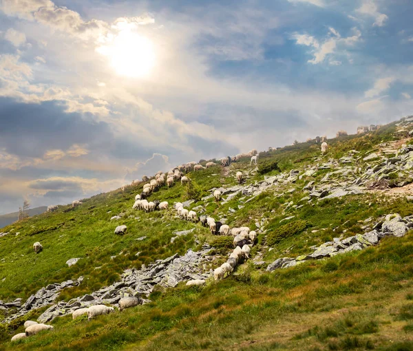 羊の群れが山道を歩き晴れた日の山のアウトドアシーン — ストック写真