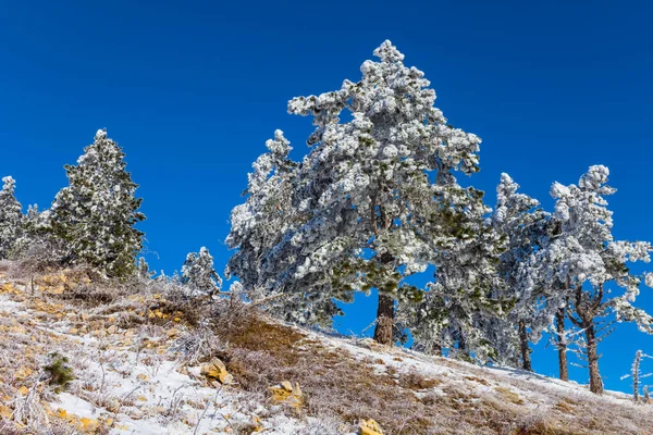 Hoher Kiefernwald Berghang Helle Winterlandschaft — Stockfoto