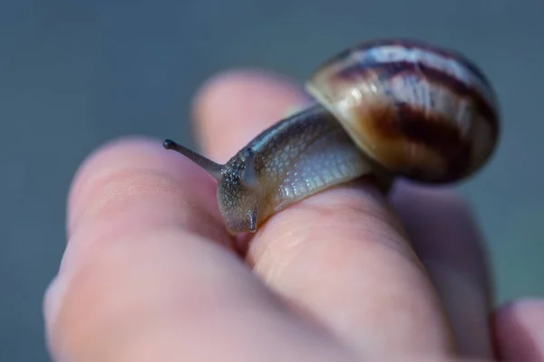 Gros Plan Escargot Raisin Ramper Sur Doigt Peuple — Photo