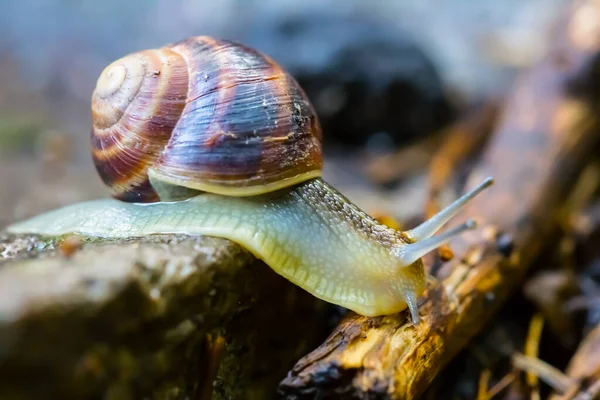 Primer Plano Uva Caracol Gatear Piedra — Foto de Stock