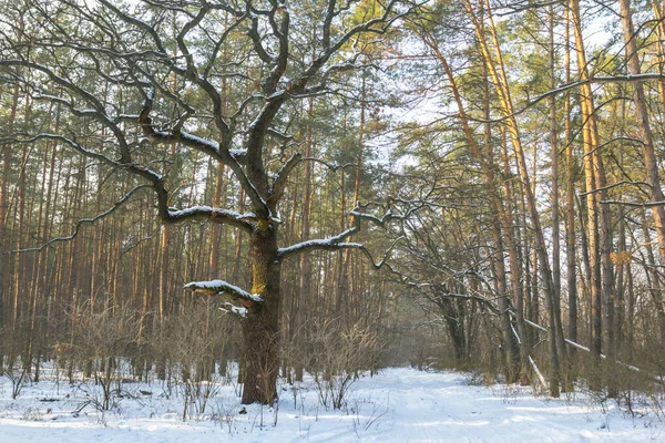 Hermoso Bosque Invierno Una Nieve Escena Temporada Aire Libre — Foto de Stock