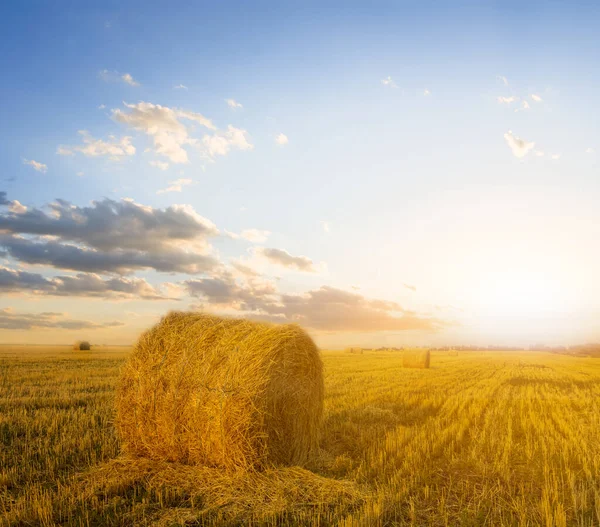 Sommerweizenfeld Nach Der Ernte Bei Sonnenuntergang Landwirtschaftliche Abendszene — Stockfoto