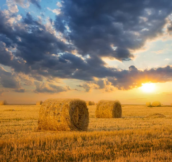 Sommerweizenfeld Nach Der Ernte Bei Sonnenuntergang Landwirtschaftliche Abendszene — Stockfoto