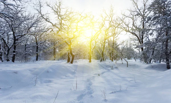 Invierno Bosque Cubierto Nieve Una Luz Sol Brillante — Foto de Stock