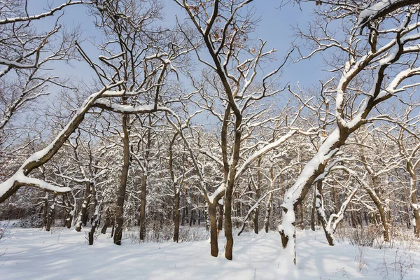 Belle Forêt Hiver Dans Une Neige Lors Journée Froide Brillante — Photo