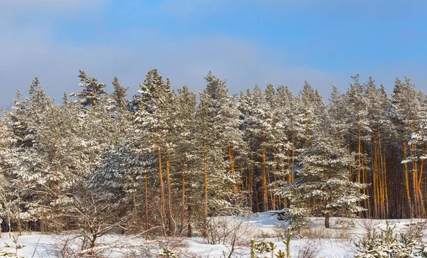 Forêt Pins Hiver Dans Une Neige Fond Extérieur Hiver Lumineux — Photo