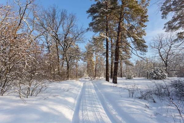 冬の雪に覆われた松林の中を — ストック写真