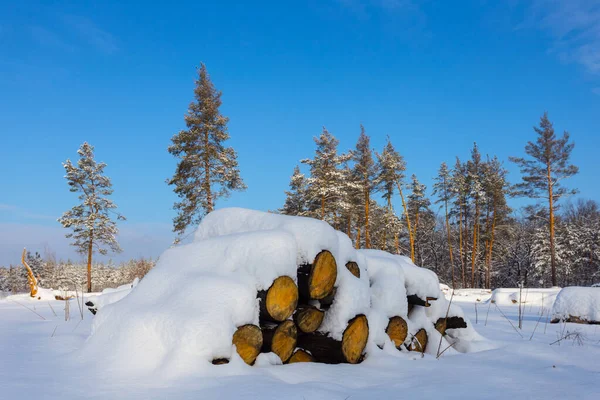 Haufen Kiefernstamm Unter Schnee Auf Waldlichtung — Stockfoto