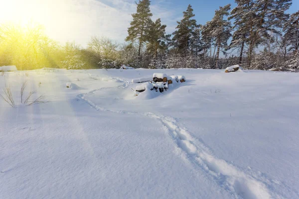 Winter Verschneite Waldlandschaft Licht Der Glitzernden Sonne — Stockfoto