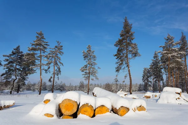 Haufen Kiefernstamm Unter Schnee Auf Waldlichtung — Stockfoto