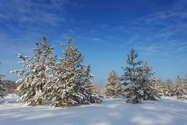 Karda Bir Çam Ormanı Açık Havada Bir Kış Ormanı — Stok fotoğraf