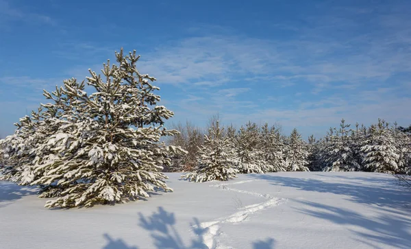 在雪地里的冬季松树林 明亮的冬季室外背景 — 图库照片