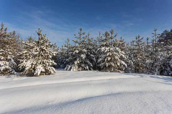 Bosque Pinos Invierno Una Nieve Brillante Invierno Fondo Aire Libre —  Fotos de Stock