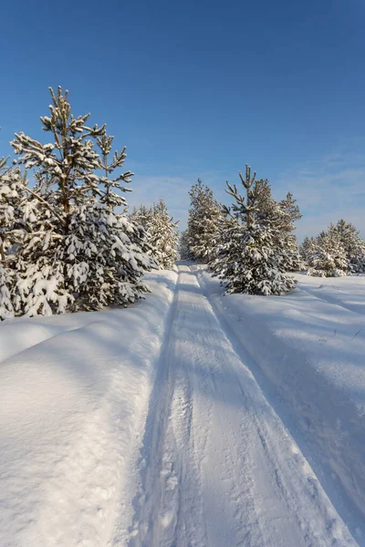 Strada Attraverso Pineta Invernale Innevata — Foto Stock