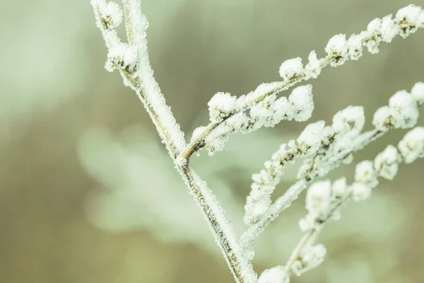 Zbliżenie Trawy Śniegu Zimowe Tło Prerii — Zdjęcie stockowe