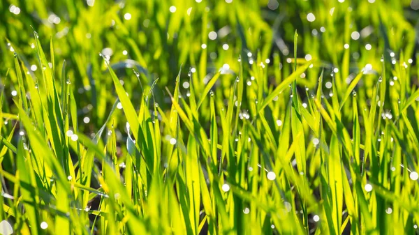 Closeup Grama Verde Uma Gota Água Fundo Livre Agrícola — Fotografia de Stock