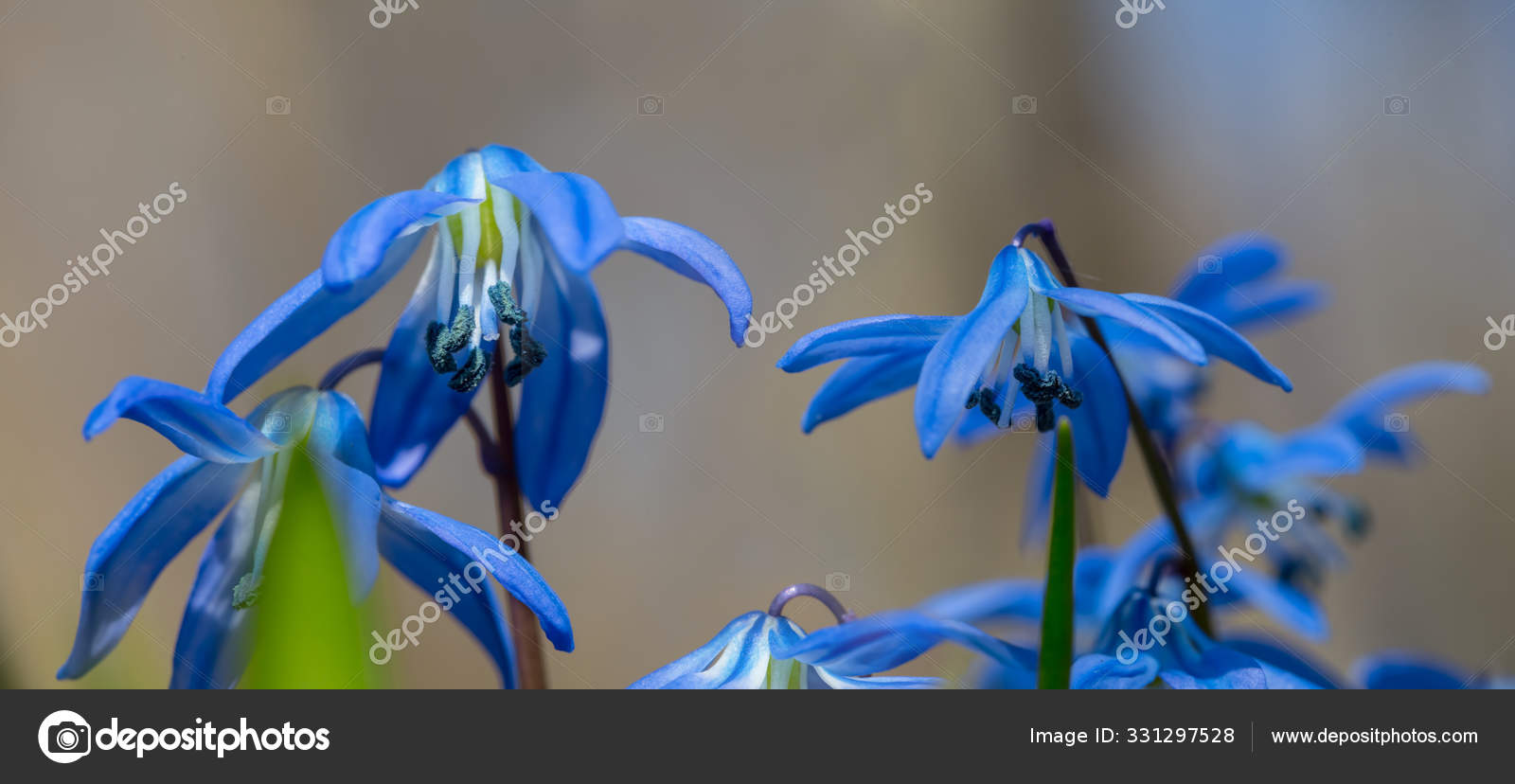 Wide Closeup Beautiful Blue Spring Snowdrop Flowers Forest Spring ...