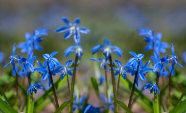 Kapalı kapılar ardında güzel mavi ilkbahar kardelen çiçekleri bir ormanda, bahar arka planda, Galanthus 