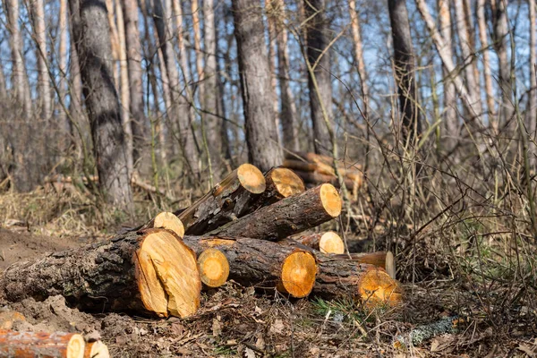 Montão Tronco Pinheiros Uma Floresta — Fotografia de Stock