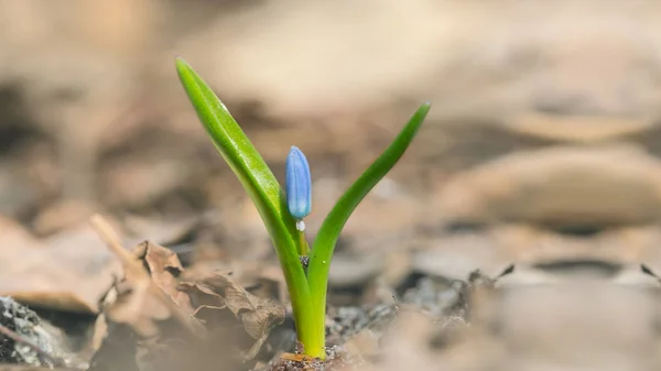 Close Mooie Blauwe Lente Sneeuwklokje Bloemen Een Bos Lente Outdoor — Stockfoto