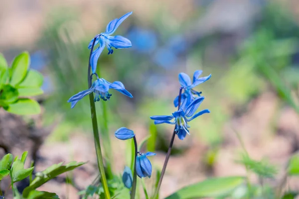 Close Mooie Blauwe Lente Sneeuwklokje Bloemen Een Bos Lente Outdoor — Stockfoto