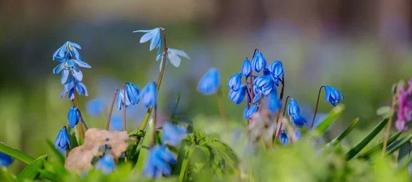Wide Closeup Beautiful Blue Spring Snowdrop Flowers Forest Spring Outdoor — Stock Photo, Image