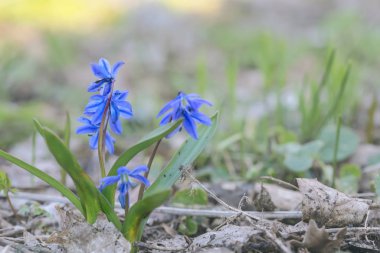 Ormanda güzel mavi bahar çiçekleri, baharda açık hava arka planı, Galanthus.