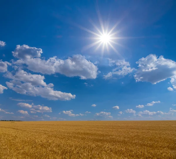 Sıcak Güneşin Altındaki Buğday Tarlası — Stok fotoğraf