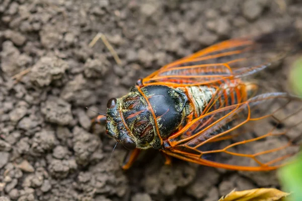 Yakın Plan Büyük Ağustos Böceği Yere Otur Cicadidae — Stok fotoğraf