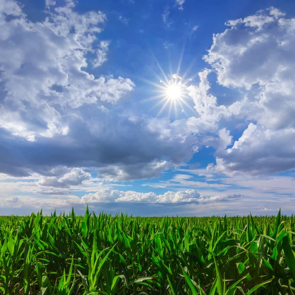 輝く太陽の光に照らされた青空の下の緑豊かな田園地帯 — ストック写真