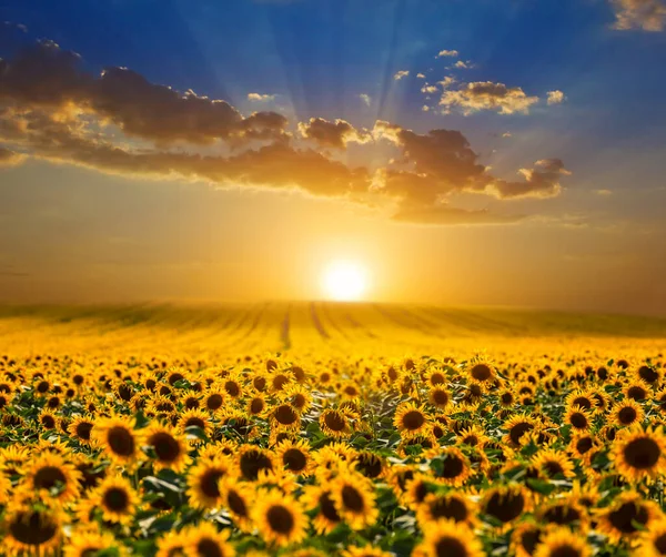 Sonnenblumenfeld Beim Dramatischen Sonnenuntergang Landwirtschaftliche Szene — Stockfoto