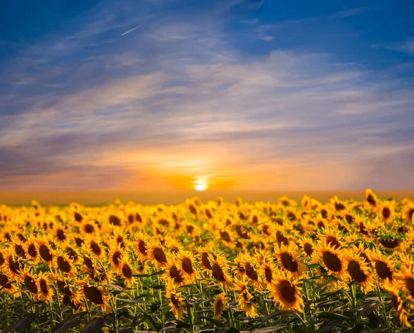 Sonnenblumenfeld Beim Dramatischen Sonnenuntergang — Stockfoto