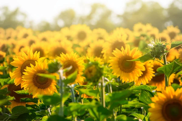 Sunflower Field Dramatic Sunset Agricultural Scene — Stock Photo, Image
