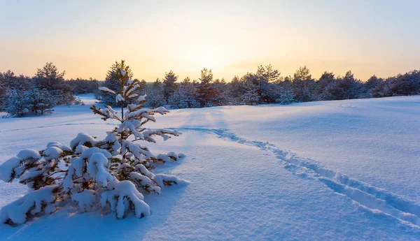 Waldlichtung Schnee Mit Menschlicher Spur Bei Sonnenuntergang Abends Ruhiger Winterhintergrund — Stockfoto